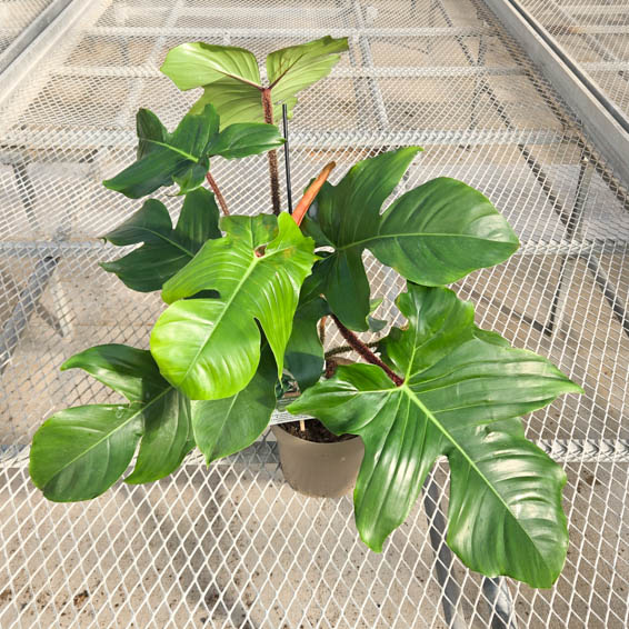 Prismacolor Emerald Ripcurl Hairy Philodendron in pot in greenhouse.