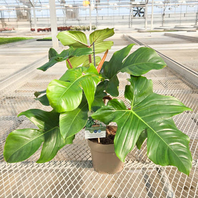 Prismacolor Emerald Ripcurl Hairy Philodendron in pot with tag in greenhouse.