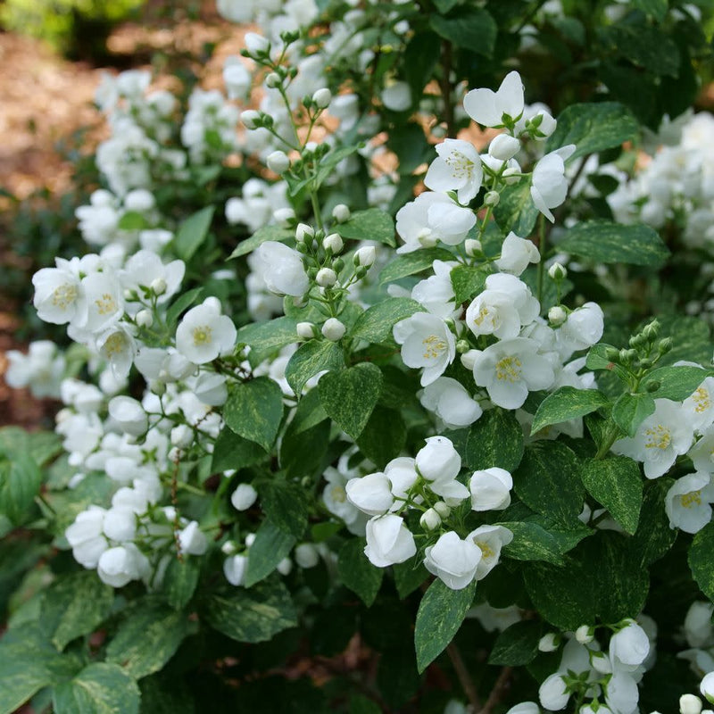 Illuminati Sparks™ Mockorange (Philadelphus coronarius)