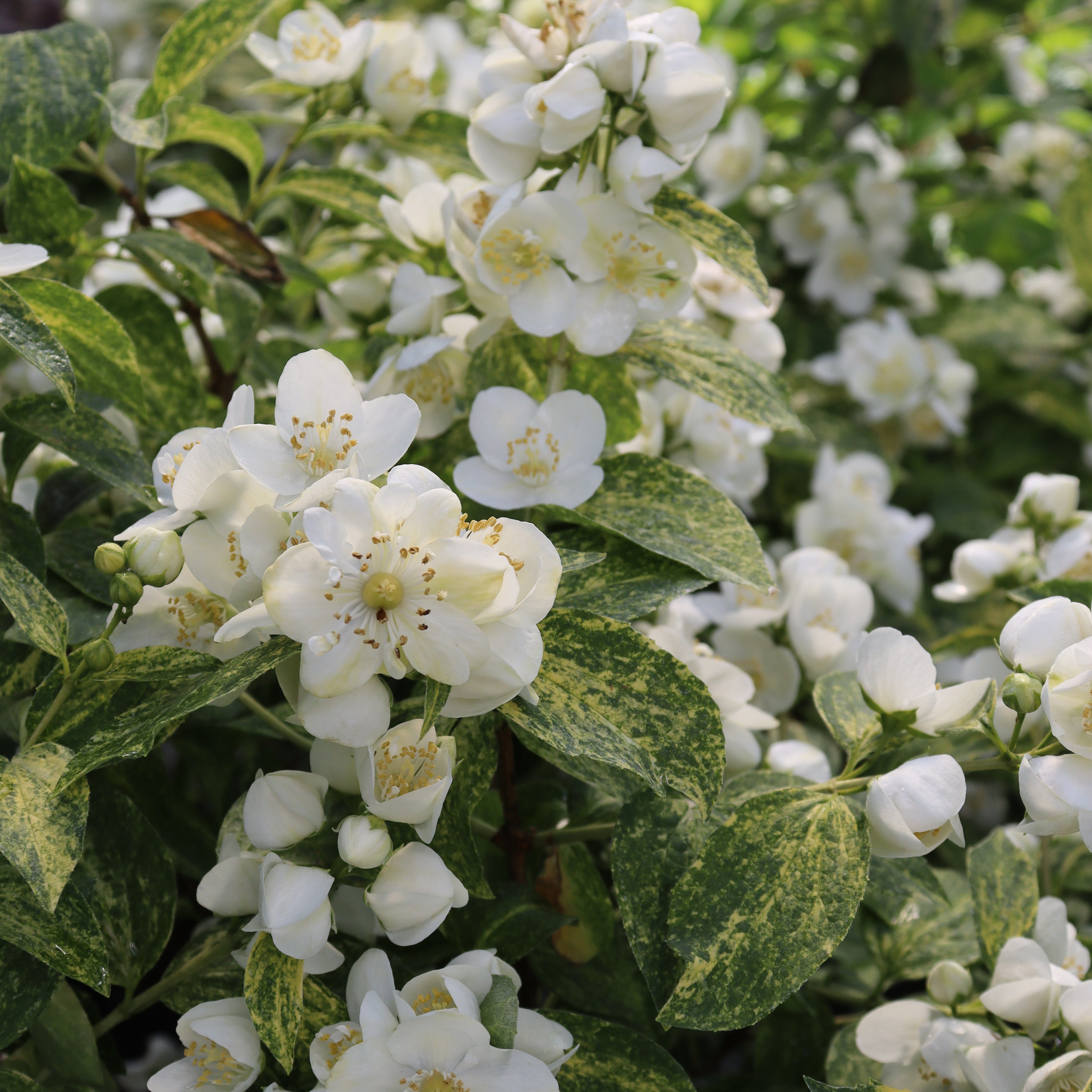 Mockorange | Illuminati Sparks™ | Proven Winners® Shrubs – Proven
