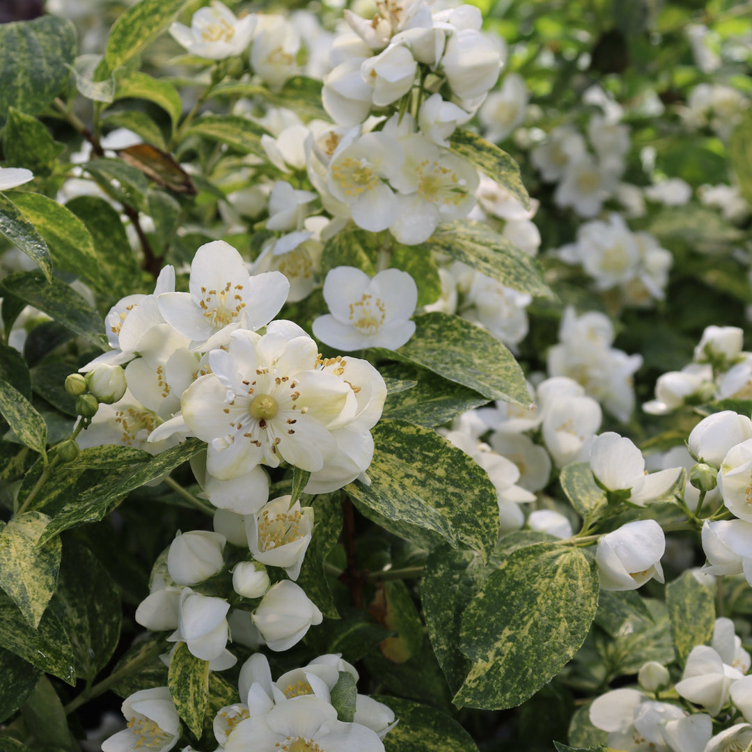 Mockorange | Illuminati Sparks™ | Proven Winners® Shrubs – Proven