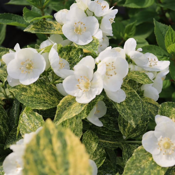 Mockorange | Illuminati Sparks™ | Proven Winners® Shrubs – Proven