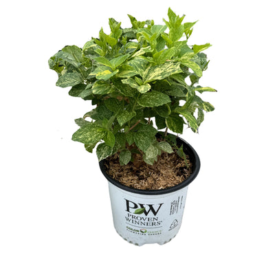 Illuminati Sparks™ Mockorange (Philadelphus coronarius)