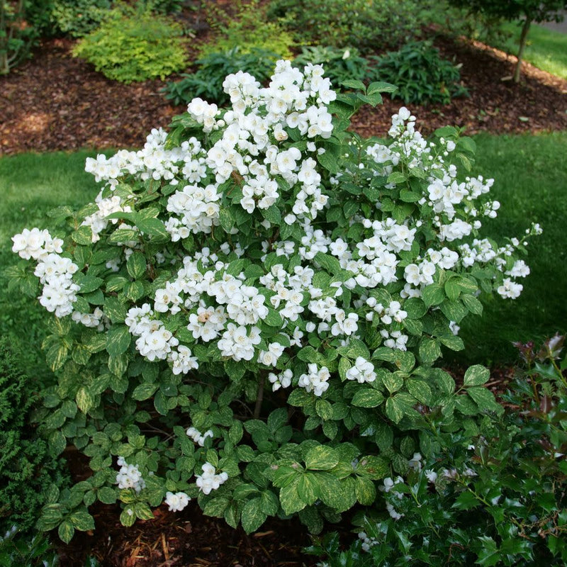 Illuminati Sparks™ Mockorange (Philadelphus coronarius)