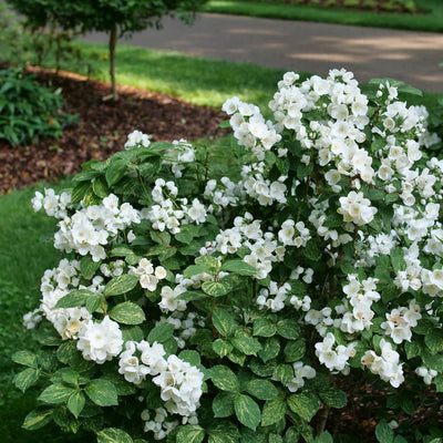 Illuminati Sparks™ Mockorange (Philadelphus coronarius)