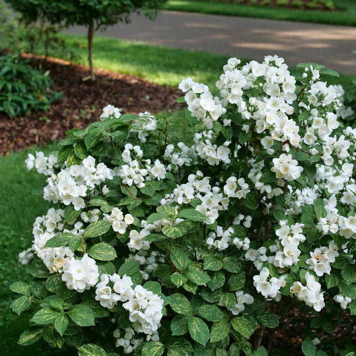 Mockorange | Illuminati Sparks™ | Proven Winners® Shrubs – Proven