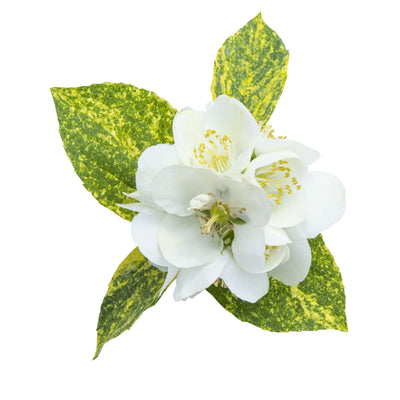 Illuminati Sparks™ Mockorange (Philadelphus coronarius)