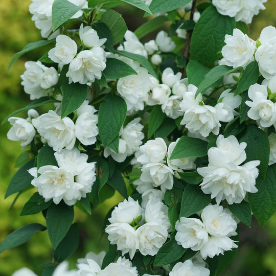 Illuminati Spice® Mock Orange (Philadelphus coronarius)