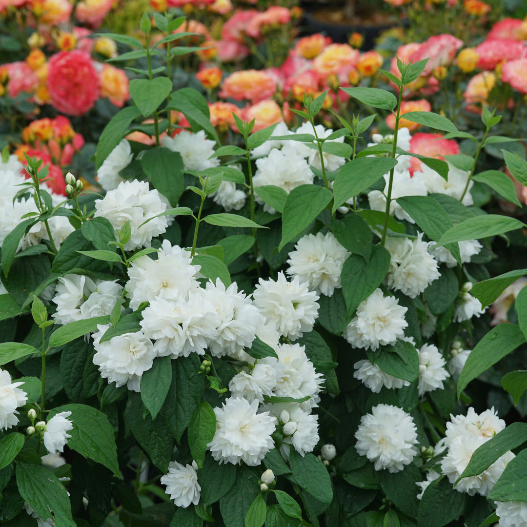 Illuminati Spice® Mock Orange (Philadelphus coronarius)