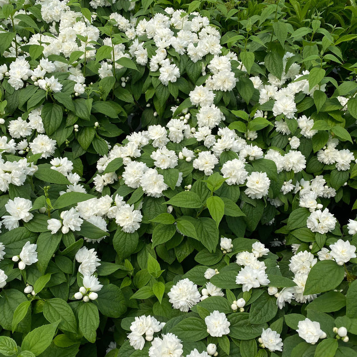 Illuminati Spice® Mock Orange (Philadelphus coronarius)