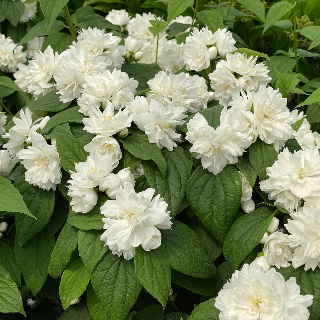 Illuminati Spice® Mock Orange (Philadelphus coronarius)