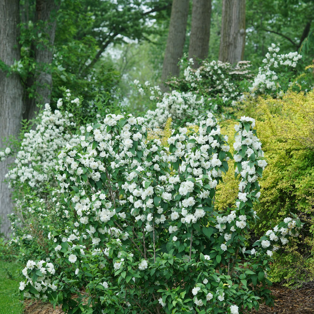 Mock Orange | Illuminati Spice® | Proven Winners® Shrubs – Proven