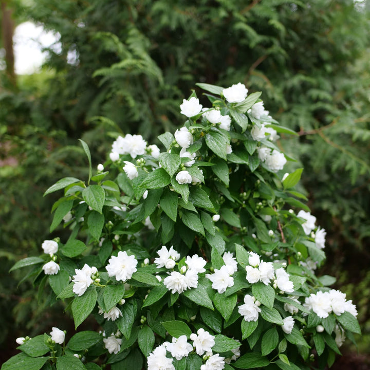 Illuminati Spice® Mock Orange (Philadelphus coronarius)