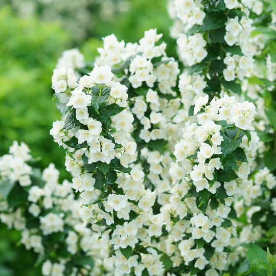 Illuminati Tower® Mock Orange (Philadelphus coronarius)