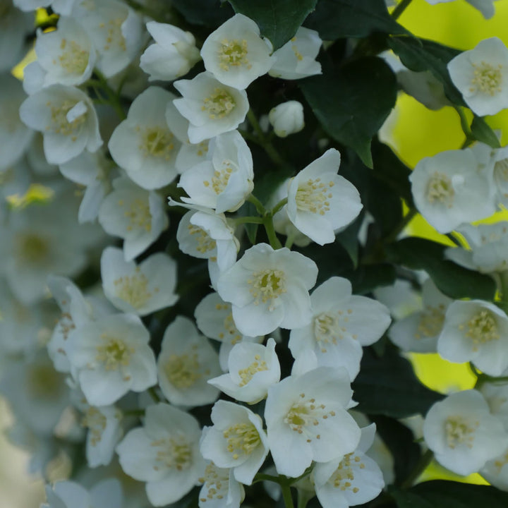 Illuminati Tower® Mock Orange (Philadelphus coronarius)