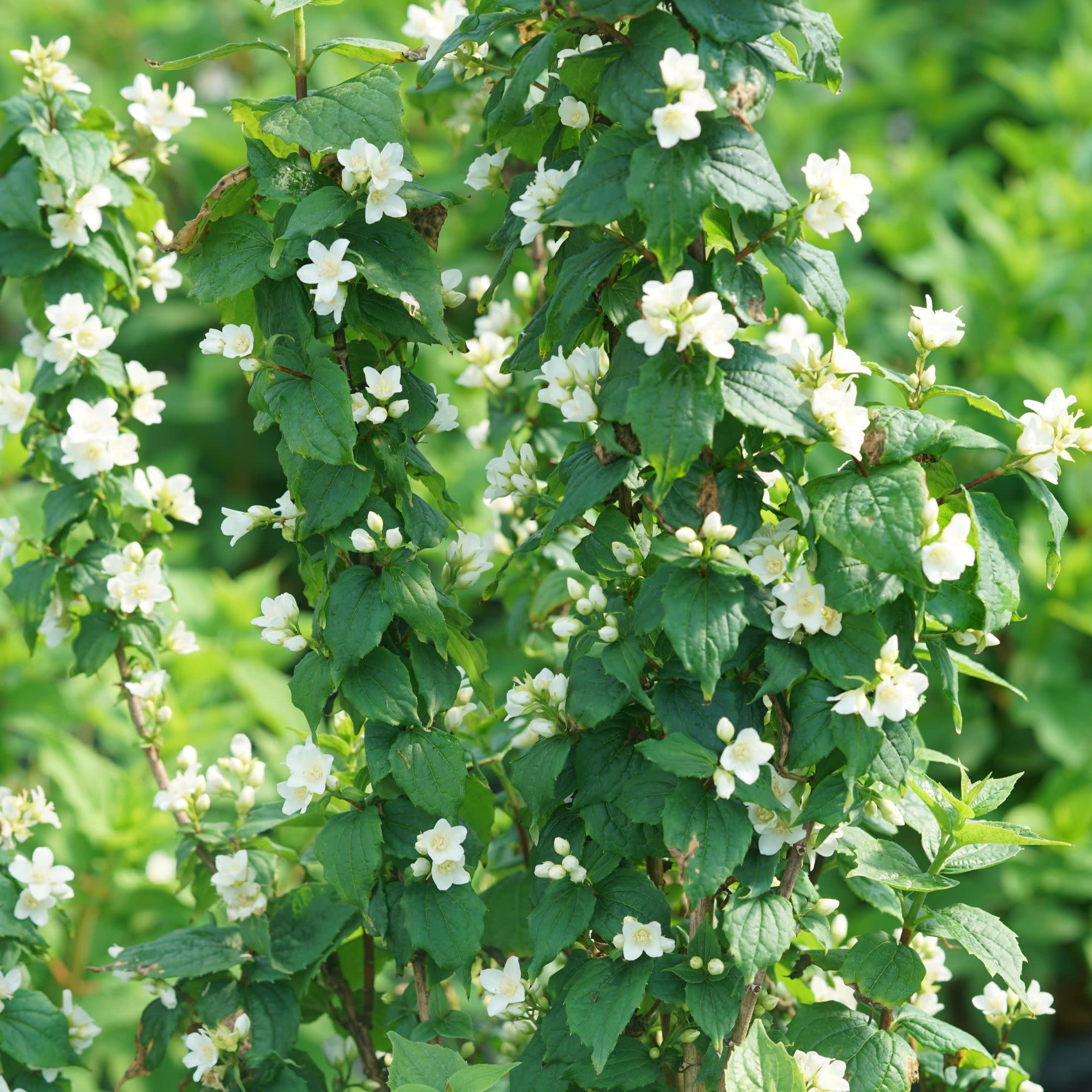 日加熱　プラシオライト　グリーン　フラワーアゲート　タワー Mock Orange | Illuminati Tower® | Proven Winners® Shrubs – Proven