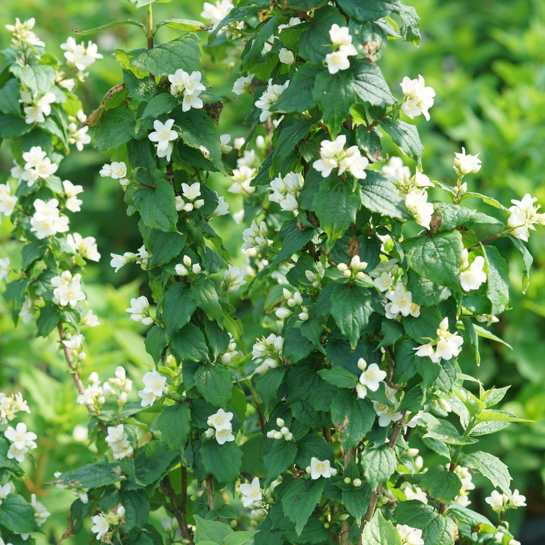 Illuminati Tower® Mock Orange (Philadelphus coronarius)