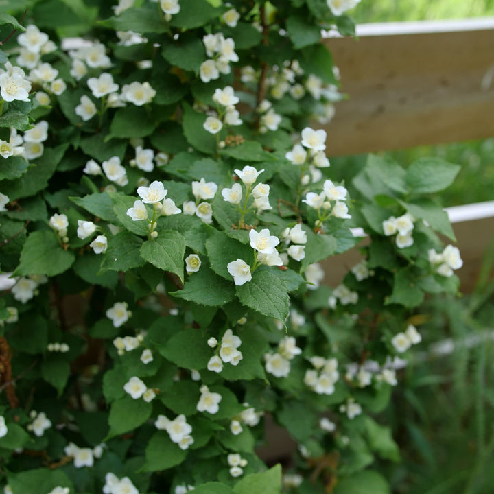 Illuminati Tower® Mock Orange (Philadelphus coronarius)