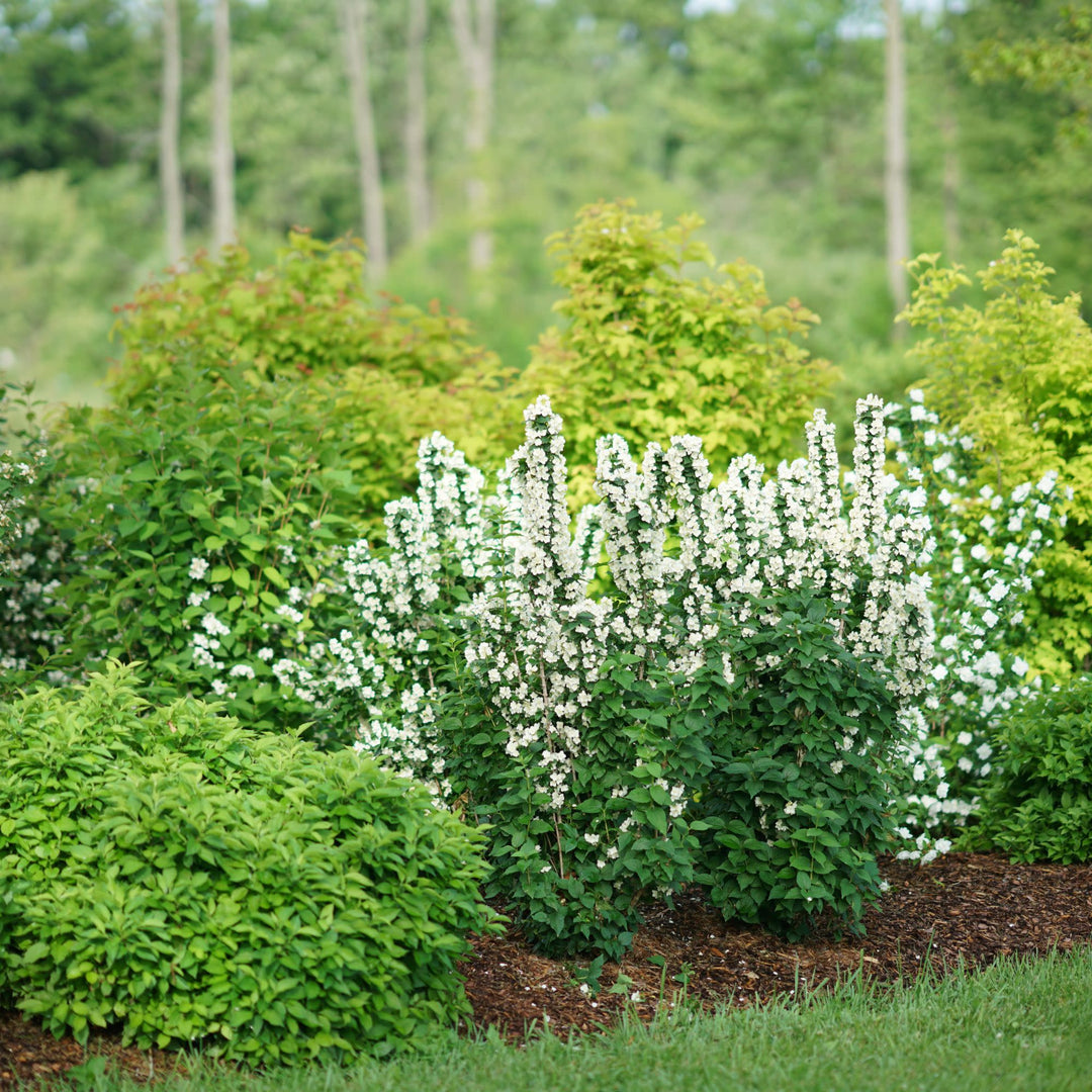 Illuminati Tower® Mock Orange (Philadelphus coronarius)