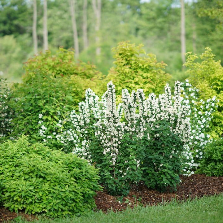 Illuminati Tower® Mock Orange (Philadelphus coronarius)