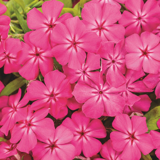 Southern Blaze™ Bright Pink (Phlox drummondii) | Proven Winners® New Variety 2026