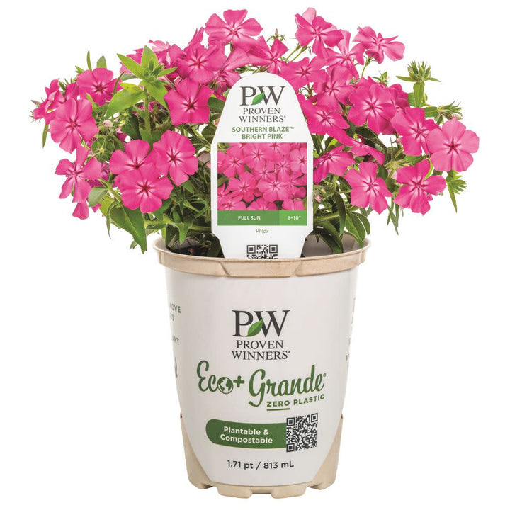 Phlox | Southern Blaze™ Bright Pink | Proven Winners® Annuals