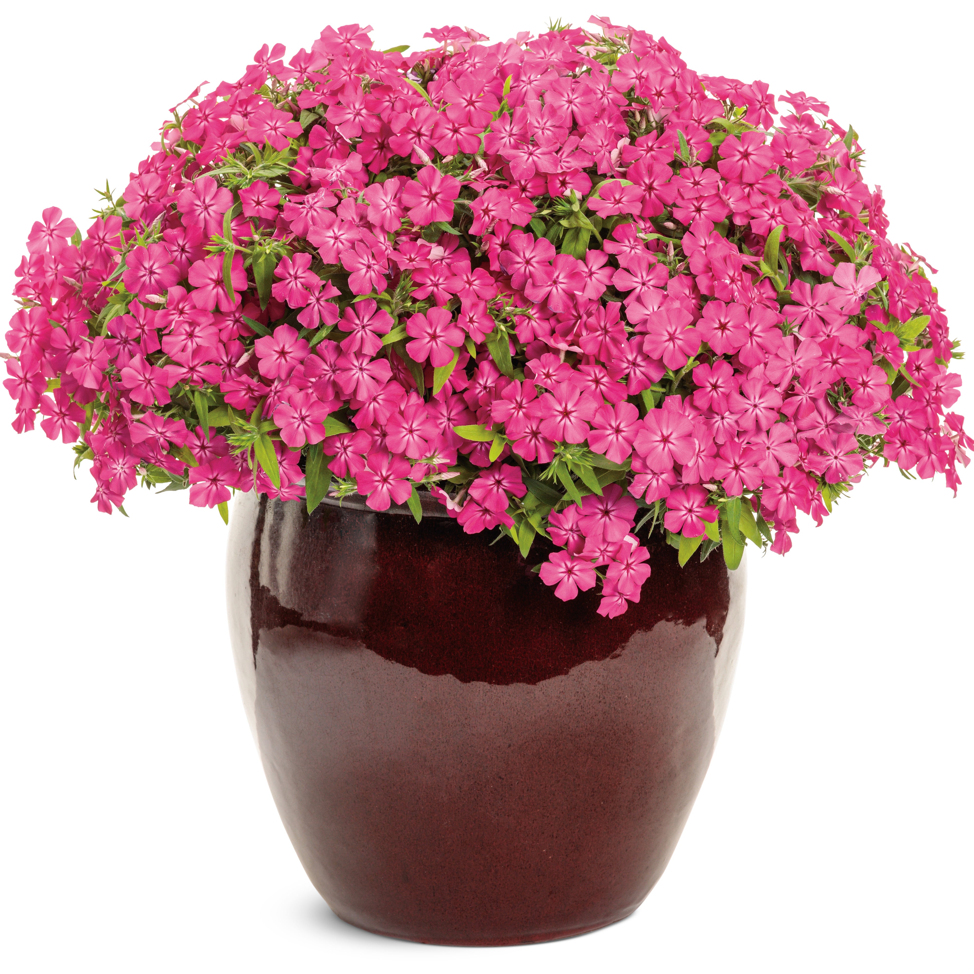 Phlox | Southern Blaze™ Bright Pink | Proven Winners® Annuals
