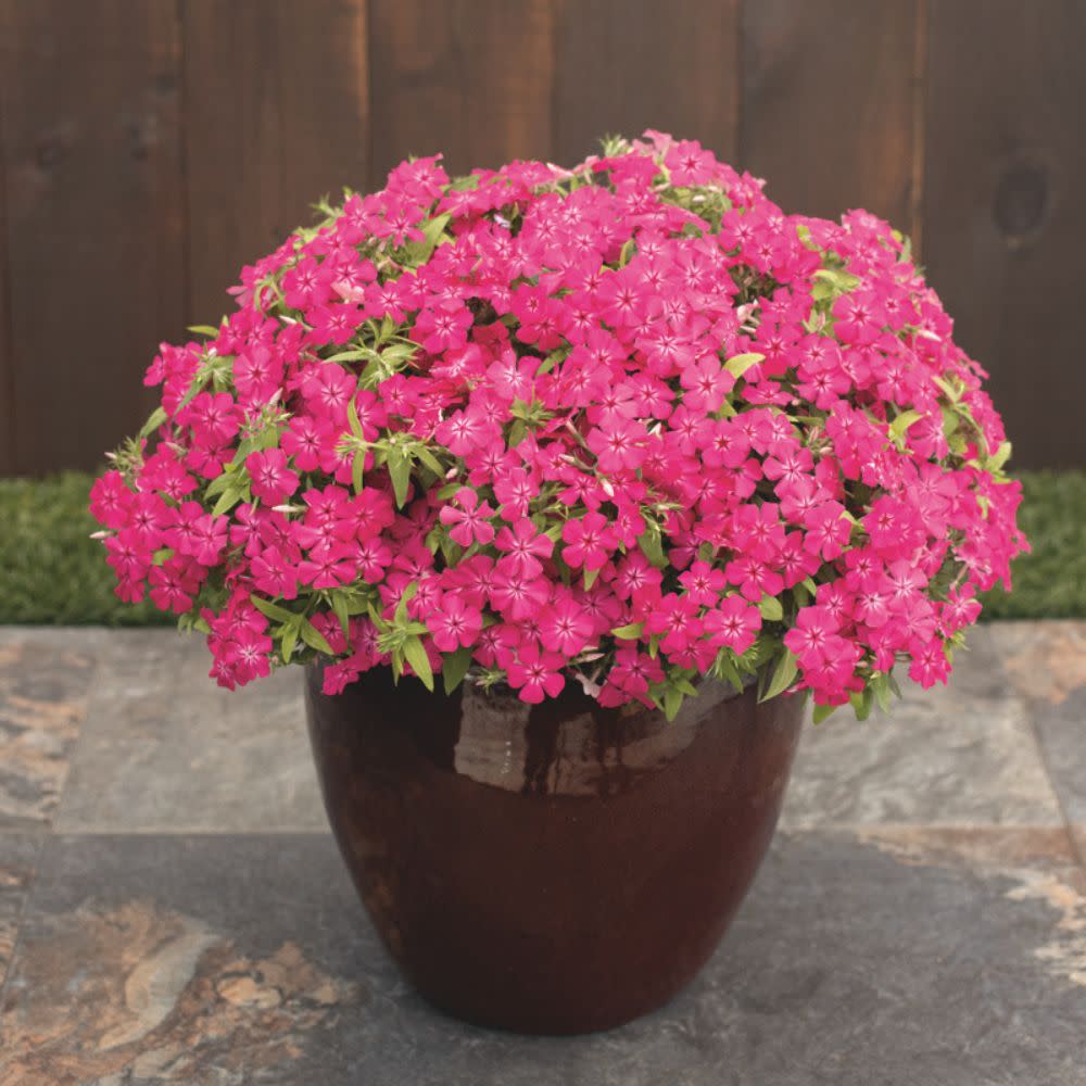 Phlox | Southern Blaze™ Bright Pink | Proven Winners® Annuals