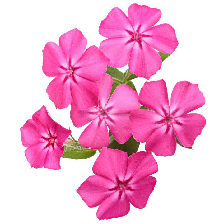 Phlox | Southern Blaze™ Bright Pink | Proven Winners® Annuals