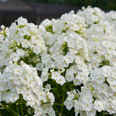 Luminary® 'Backlight' Tall Garden Phlox (Phlox paniculata)