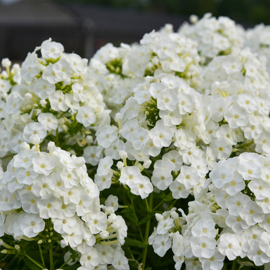 Luminary® 'Backlight' Tall Garden Phlox (paniculata)