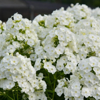 Luminary 'Backlight' Tall Garden Phlox up close.