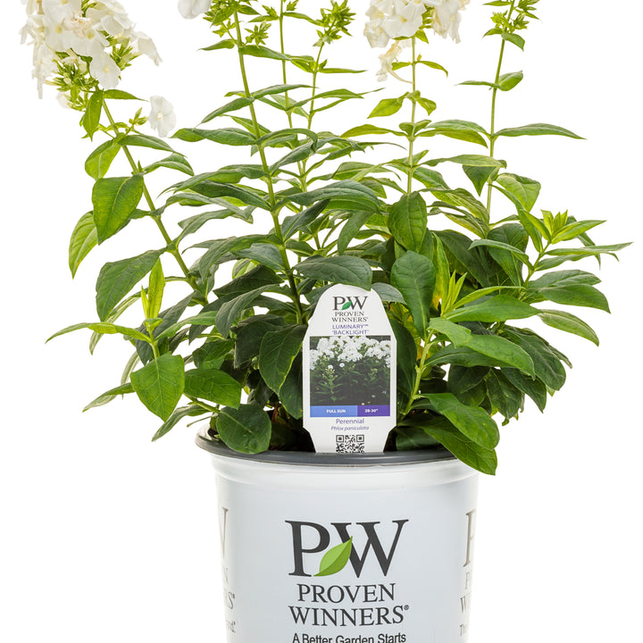 can phlox be planted in pots Tall Garden Phlox | Luminary® 'Backlight'