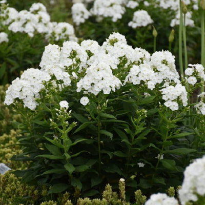 Luminary 'Backlight' Tall Garden Phlox in focus.