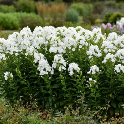 Luminary 'Backlight' Tall Garden Phlox in use.