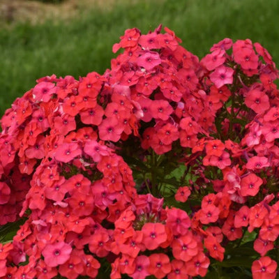 Luminary 'Sunset Coral' Tall Garden Phlox up close.