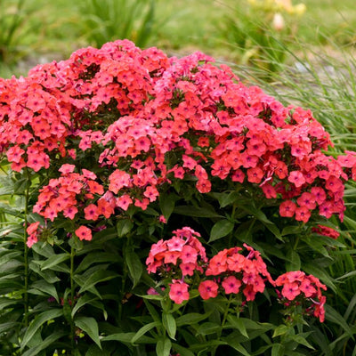 Luminary 'Sunset Coral' Tall Garden Phlox in focus.