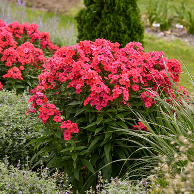 Luminary 'Sunset Coral' Luminary 'Sunset Coral' Tall Garden Phlox in use.