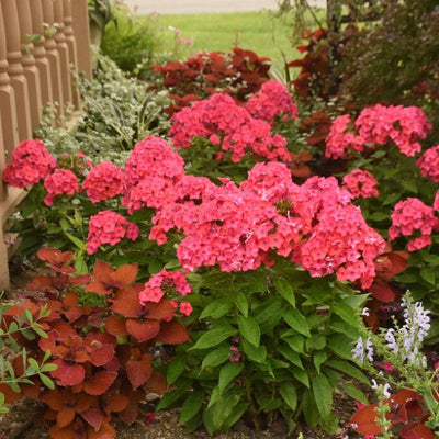 Luminary 'Sunset Coral' Tall Garden Phlox in use.