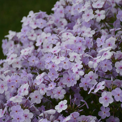 'Opening Act Pink-a-Dot' Phlox (Phlox hybrid)