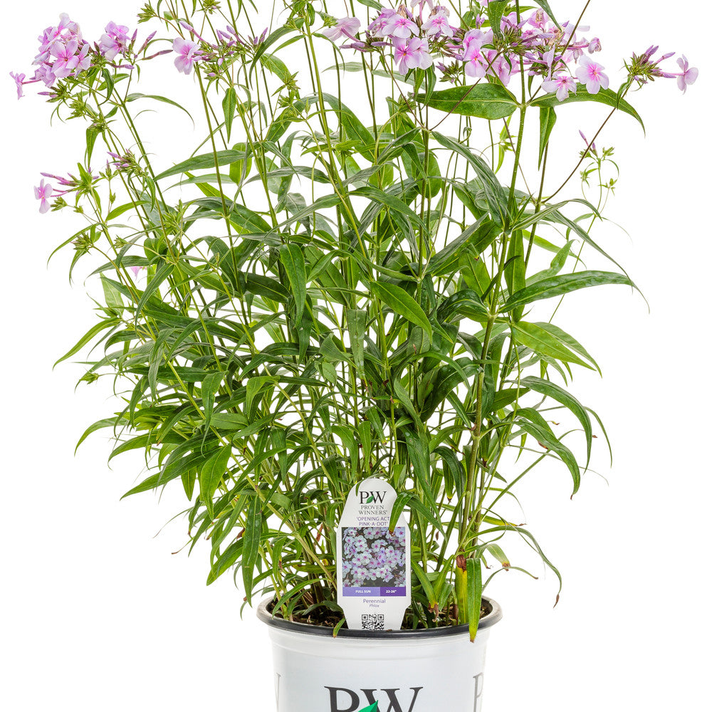 ガ*ル様 910☘️長期管理☘️タグ付⭐️PINK ICE⭐️Ashwood n Phlox | 'Opening Act Pink-a-Dot' | Proven Winners® Perennials