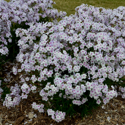 'Opening Act Pink-a-Dot' Phlox in focus.