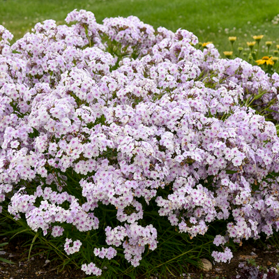 'Opening Act Pink-a-Dot' Phlox in use.