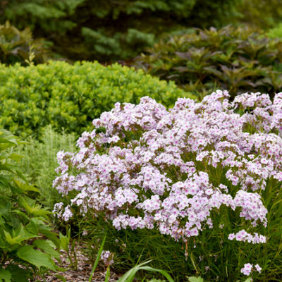 'Opening Act Pink-a-Dot' Phlox in use.