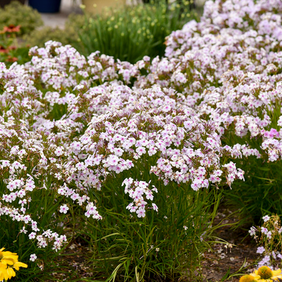 'Opening Act Pink-a-Dot' Phlox in use.