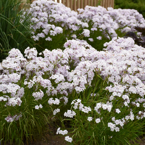 Phlox | 'Opening Act Pink-a-Dot' | Proven Winners® Perennials