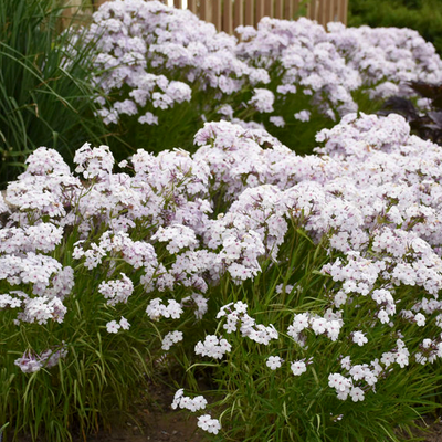 'Opening Act Pink-a-Dot' Phlox in use.