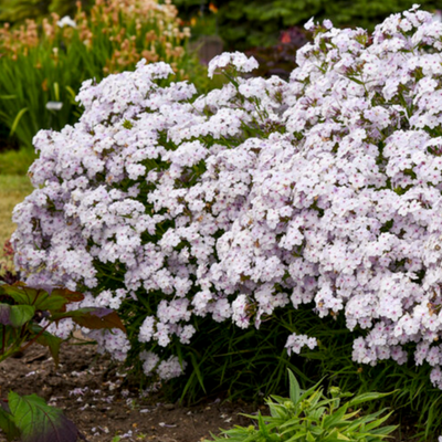 'Opening Act Pink-a-Dot' Phlox in use.