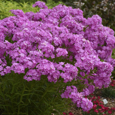 'Opening Act Ultrapink' Phlox in focus.