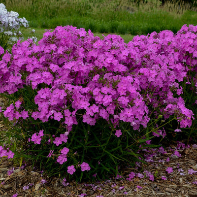 'Opening Act Ultrapink' Phlox in use.